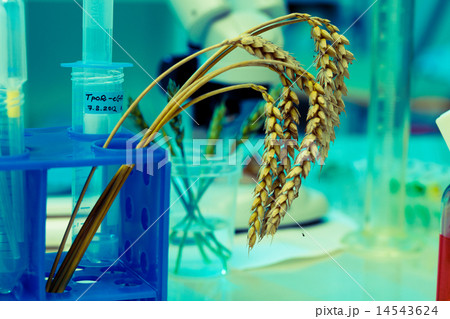 Research of GMO wheat in the laboratory 14543624