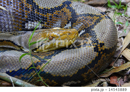 野生のアミメニシキヘビ の写真素材