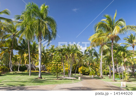 Park with coconut palm trees, Dominican republic Park with coconut palm trees, Dominican republic 14544020