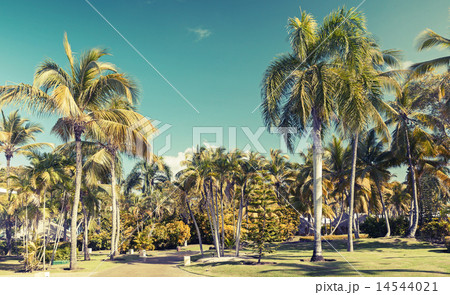 Coconut palm trees over blue sky, toned photo Coconut palm trees over blue sky, toned photo 14544021