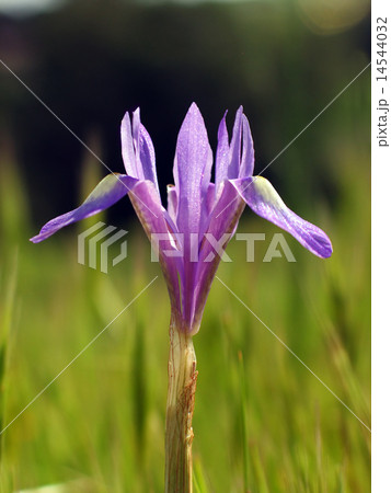 wild iris bloom 14544032