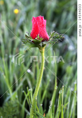 Anemone coronaria 14544033