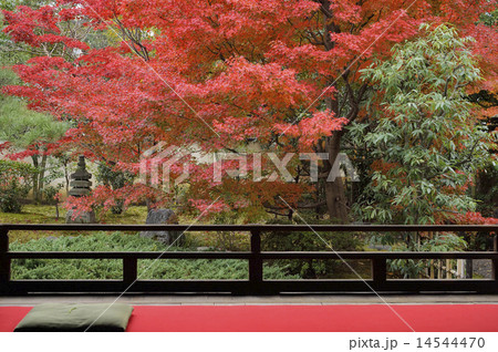 正伝永源院 秋 紅葉 正伝永源院 秋 紅葉 14544470