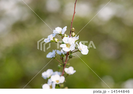 雪柳 雪柳 14544846