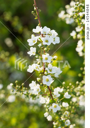 雪柳 雪柳 14544848