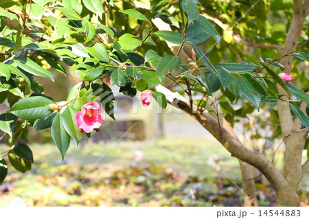サザンカの花 サザンカの花 14544883
