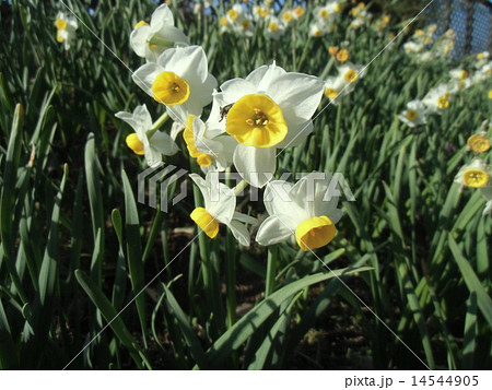 １月から咲き始めるスイセンの白い花の写真素材