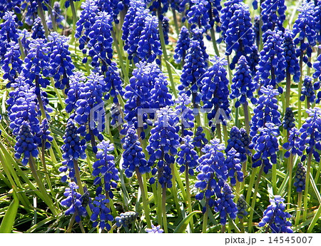 Washington Blue Liriope muscari 2010 14545007