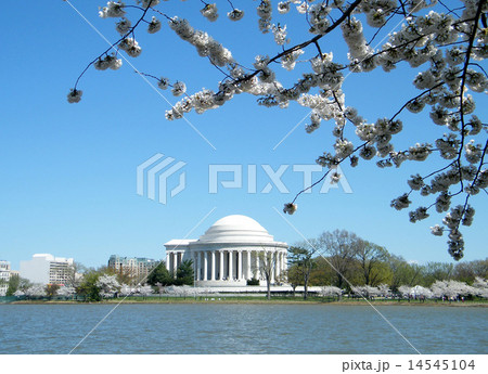 Washington Cherry and Jefferson Memorial 2010 Washington Cherry and Jefferson Memorial 2010 14545104