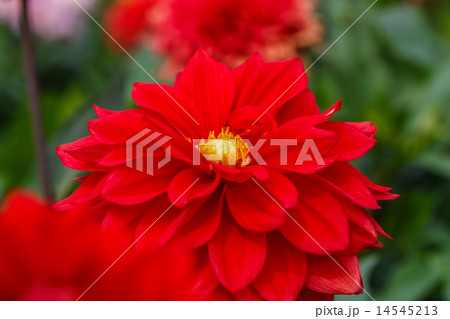 ダリア 14545213
