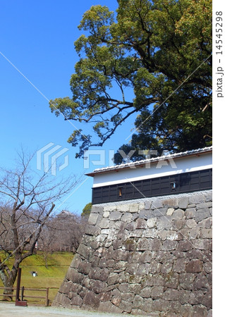 熊本城の石垣とクスノキ 熊本城の石垣とクスノキ 14545298
