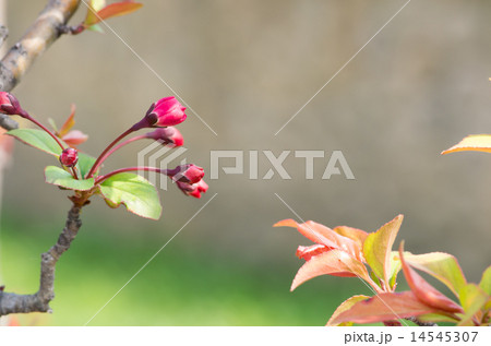 花海棠（ハナカイドウ） 14545307