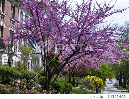Washington Chinese Redbud Tree April 2010 14545406