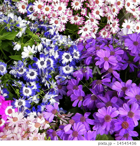 Washington Daisies in garden April 2010 Washington Daisies in garden April 2010 14545436
