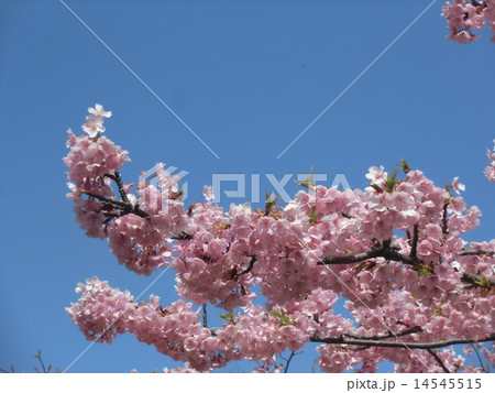 JR稲毛海岸駅前のカワヅザクラが１分葉桜になりました 14545515