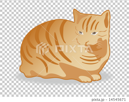 トラ猫 14545671