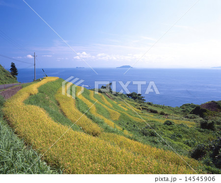 新井（にい）の棚田より日本海をパノラマ展望/稲穂の季節/丹後半島、伊根/沖合の島は大島と小島/漁の船 14545906