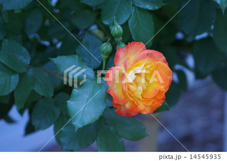 バラ　品種は　ふれ太鼓 14545935