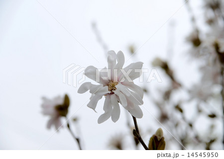コブシの花 コブシの花 14545950