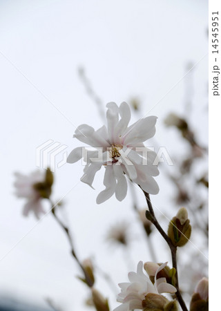 コブシの花 14545951