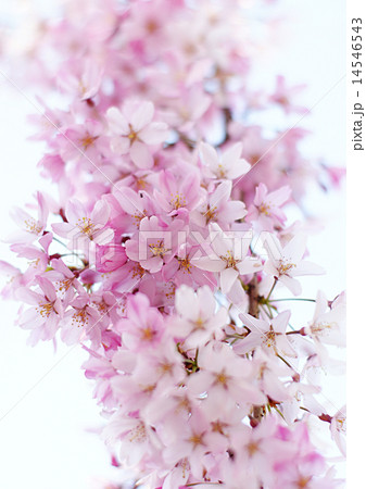 しだれざくら 14546543