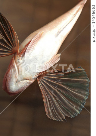 ほうぼう 14546663