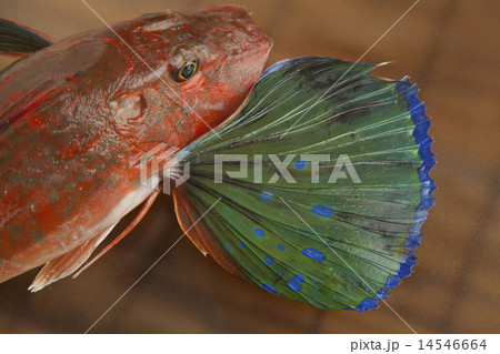 ほうぼう ほうぼう 14546664