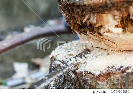 the tree 14546686