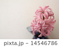 ピンクのヒヤシンス左ブランク 14546786