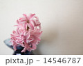 ピンクのヒヤシンス右ブランク 14546787
