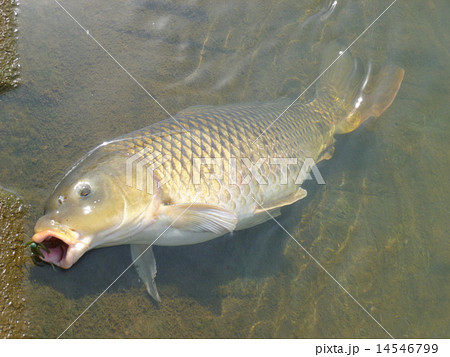 春の野鯉 14546799