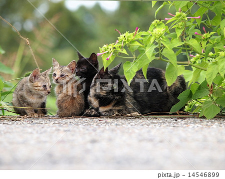 野良猫の親子 14546899