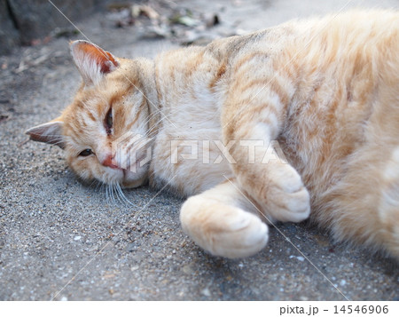 砂まみれの猫 砂まみれの猫 14546906