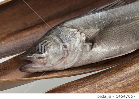 すずき すずき 14547057