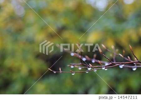 ナツツバキの冬芽と雨雫 14547211