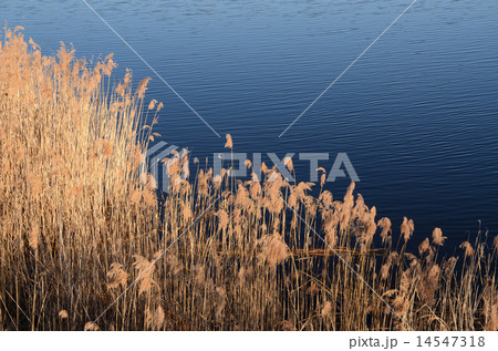 Dry grass on the lake 14547318
