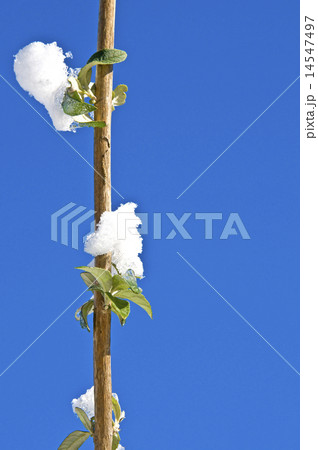 Branch with snow 14547497