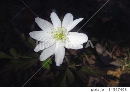 キクザキイチゲの花 14547498