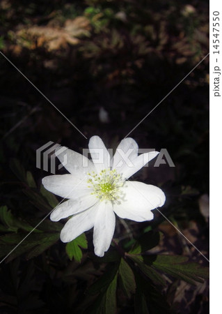 キクザキイチゲの花 14547550