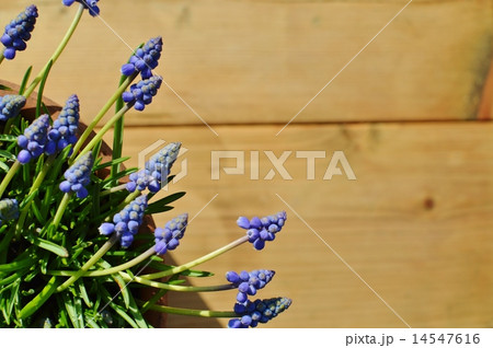 ムスカリ 14547616