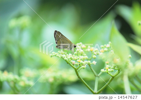 セセリチョウとヤブカラシ 14547627