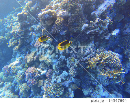 red sea underwater coral reef red sea underwater coral reef 14547694