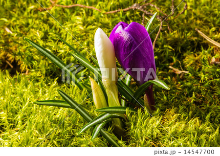 beautiful wild-growing violet and white crocus beautiful wild-growing violet and white crocus 14547700