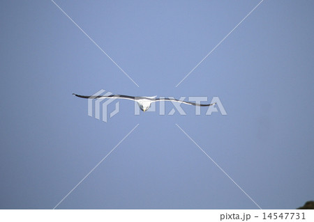 ウミネコ 14547731