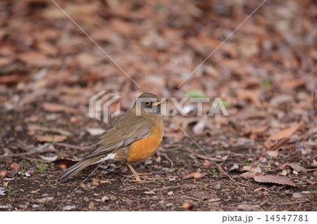 アカハラ 14547781