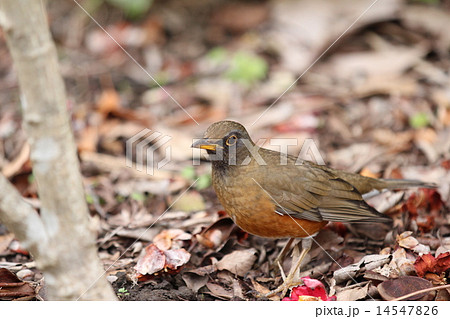 アカハラ アカハラ 14547826