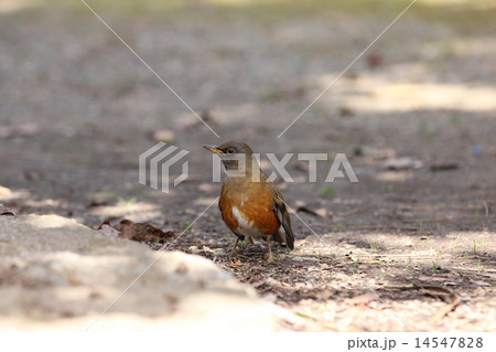 アカハラ アカハラ 14547828