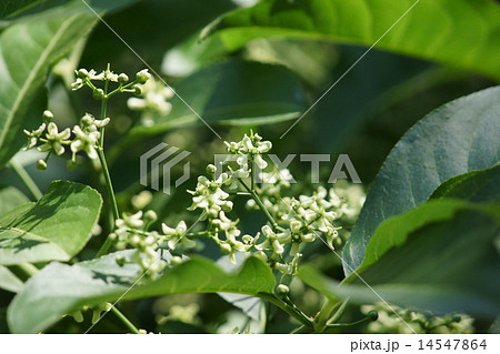 真弓　マユミの花は控えめです。 14547864