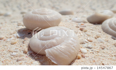 絶滅種 ヒロベソカタマイマイの半化石の写真素材 [14547867] - PIXTA