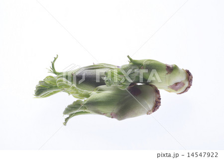 たらの芽、タラの芽、食材 14547922